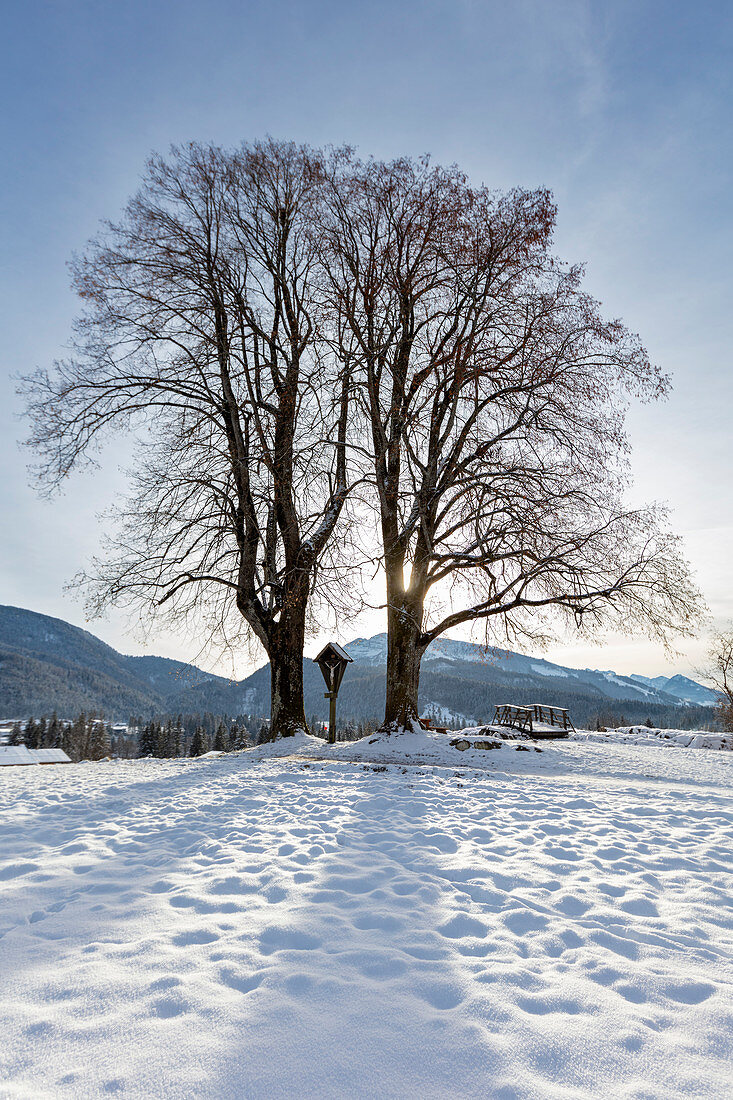 Bäume im Gegenlicht am Wimmerkreuz im Gletschergarten in Reit im Winkl im Winter, Bayern, Deutschland