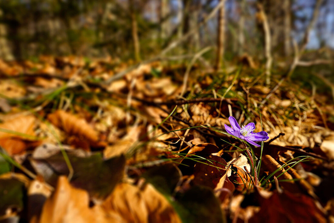 Hepatica in the spring forest, Bavaria, Germany, Europe