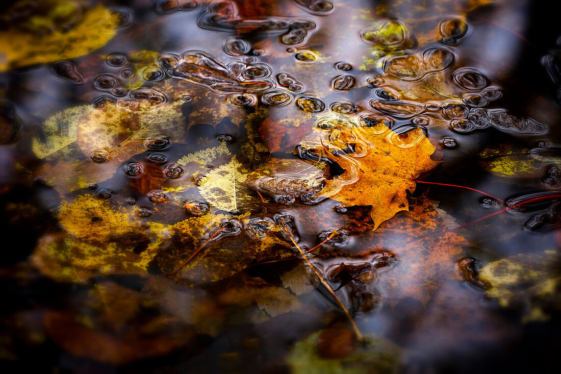 Autumn leaves in the pond, Bavaria, Germany, Europe