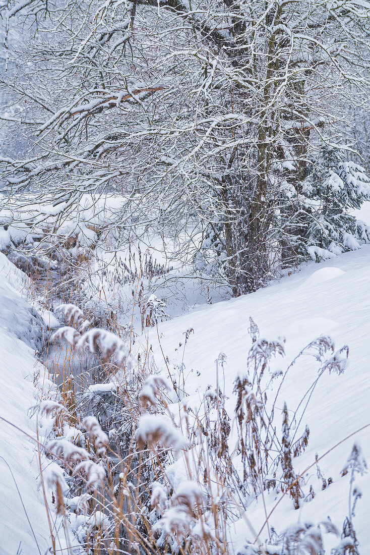 Winter im Weilheimer Moos, Bayern, Deutschland, Europa