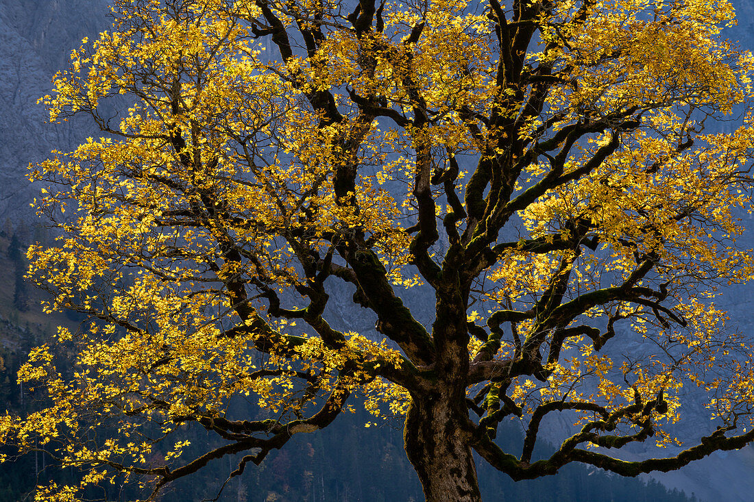 Sycamore maple in the Karwendel in autumn, Eng Alm, Hinterriß, Karwendel, Tyrol, Austria