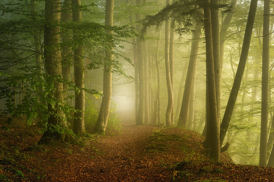 Beech forest on a foggy morning in spring, Bavaria, Germany, Europe