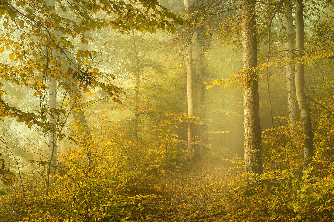 Oktobermorgen im Rotbuchenwald, Bayern, Deutschland, Europa
