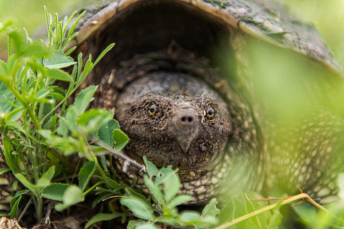 Close up of turtle, Ontario, Canada