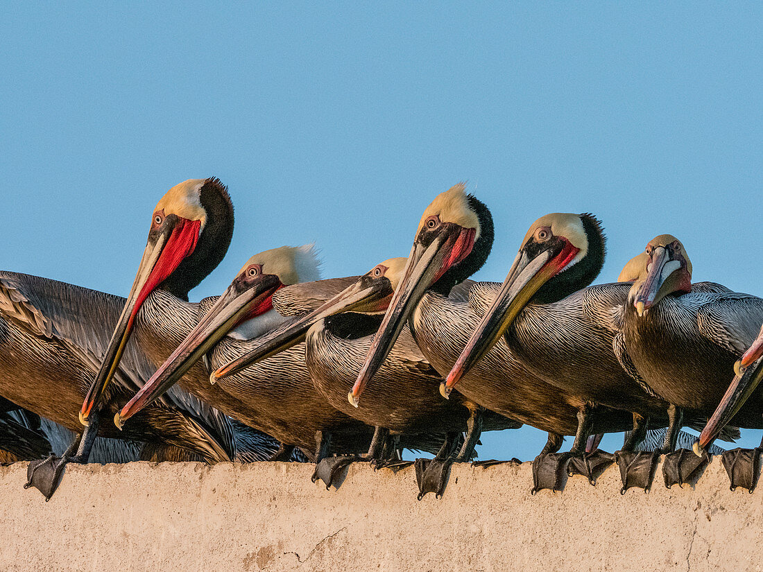 Braune Pelikane (Pelecanus occidentalis) in einer Fischverarbeitungsanlage, Puerto San Carlos, Baja California Sur, Mexiko, Nordamerika