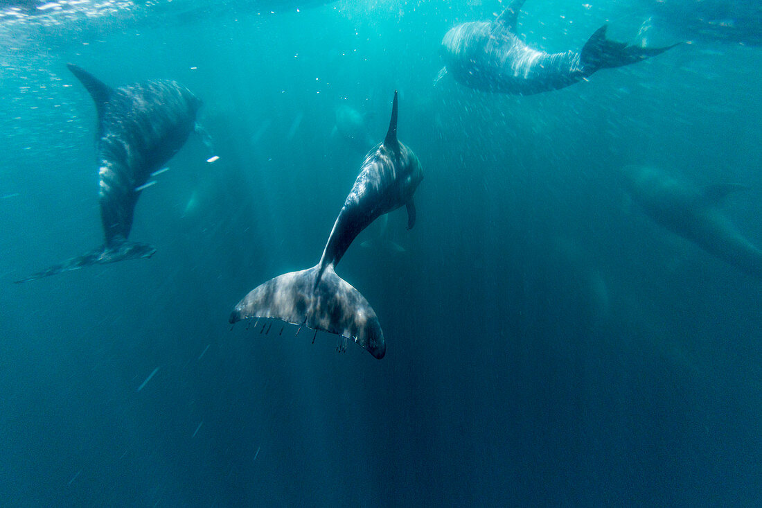Adult bottlenose dolphins (Tursiops truncatus) bowriding underwater, Isla San Pedro Martir, Baja California, Mexico, North America