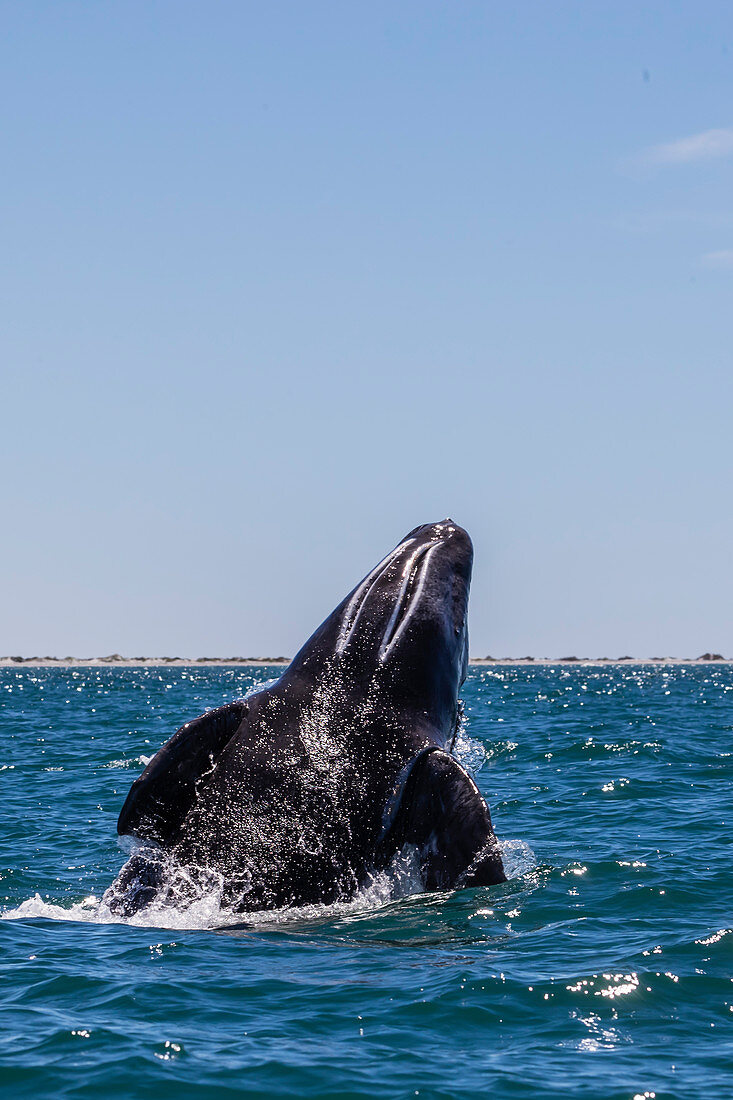 California gray whale calf (Eschrichtius robustus), breaching in San Ignacio Lagoon, Baja California Sur, Mexico, North America