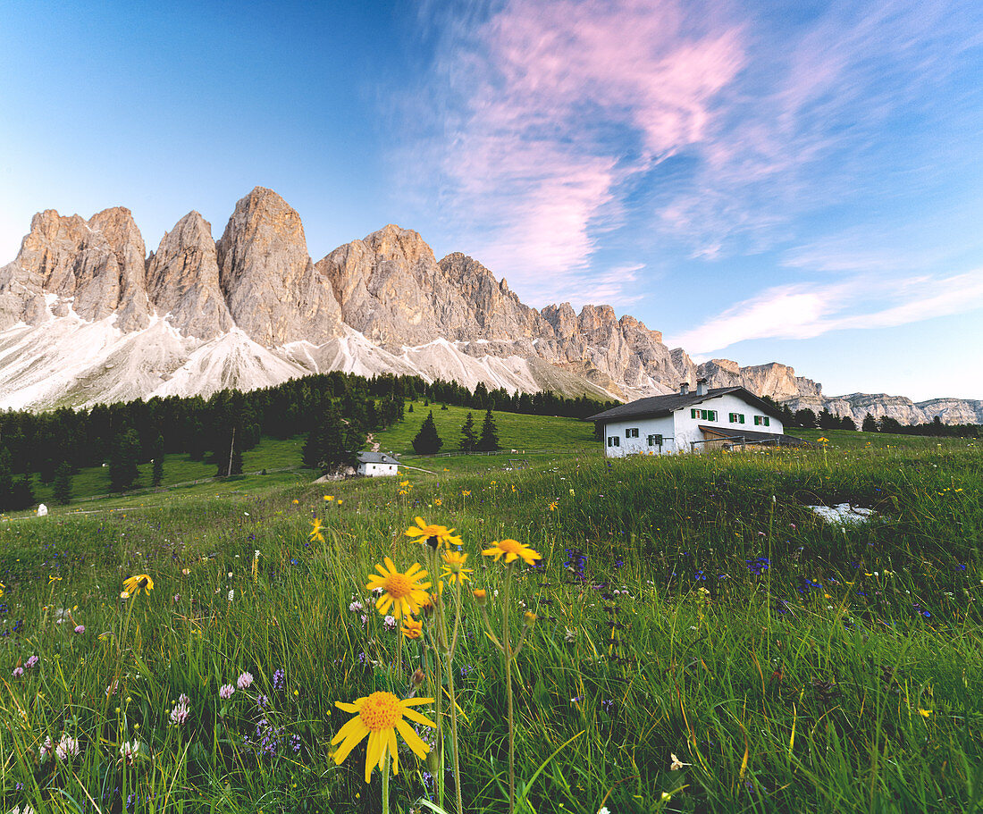 Wildflowers surrounding Glatsch Alm hut with the Odle in the background at sunset, Val di Funes, South Tyrol, Dolomites, Italy, Europe
