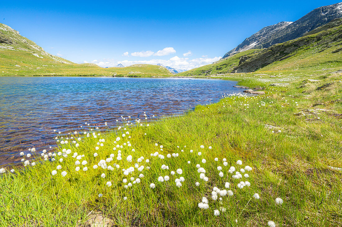 Sommerblüte von Wollgras an den Ufern der Baldiscio-Seen, Val Febbraro, Valchiavenna, Vallespluga, Lombardei, Italien, Europa