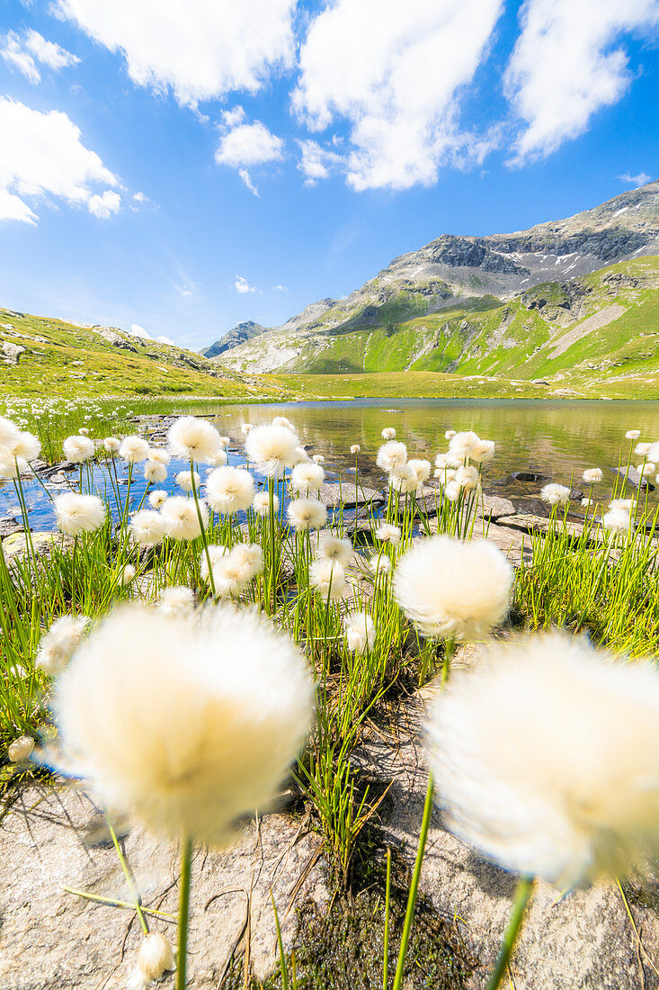 Baumwollgrasblumen in der Blüte an den Ufern der Baldiscio-Seen, Val Febbraro, Valchiavenna, Vallespluga, Lombardei, Italien, Europa