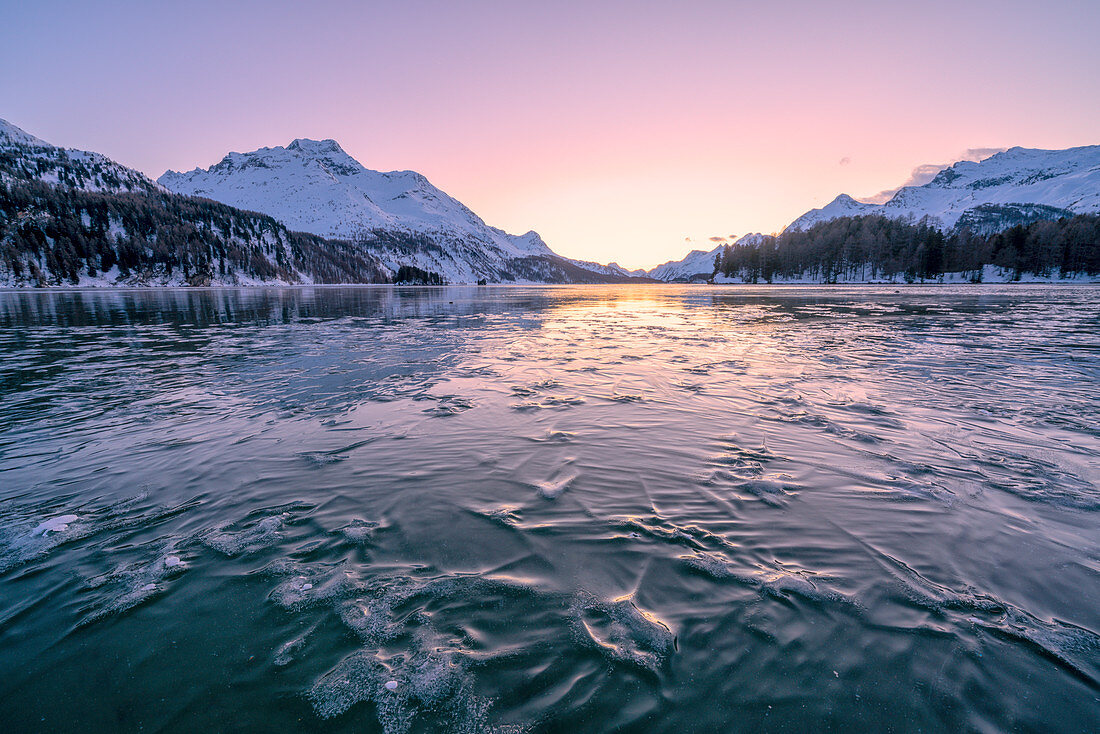 Baumzweige gefangen im Eis unter der gefrorenen Oberfläche des Sees Sils bei Sonnenuntergang, Engadin, Kanton Graubunden, Schweiz, Europa