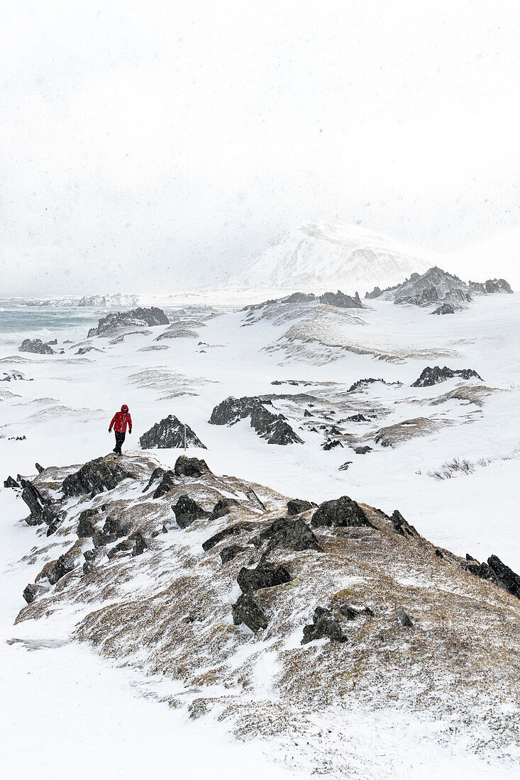 Hiker man walking on rocks during the Arctic snowstorm, Sandfjorden, Berlevag, Varanger Peninsula, Troms og Finnmark, Norway, Scandinavia, Europe