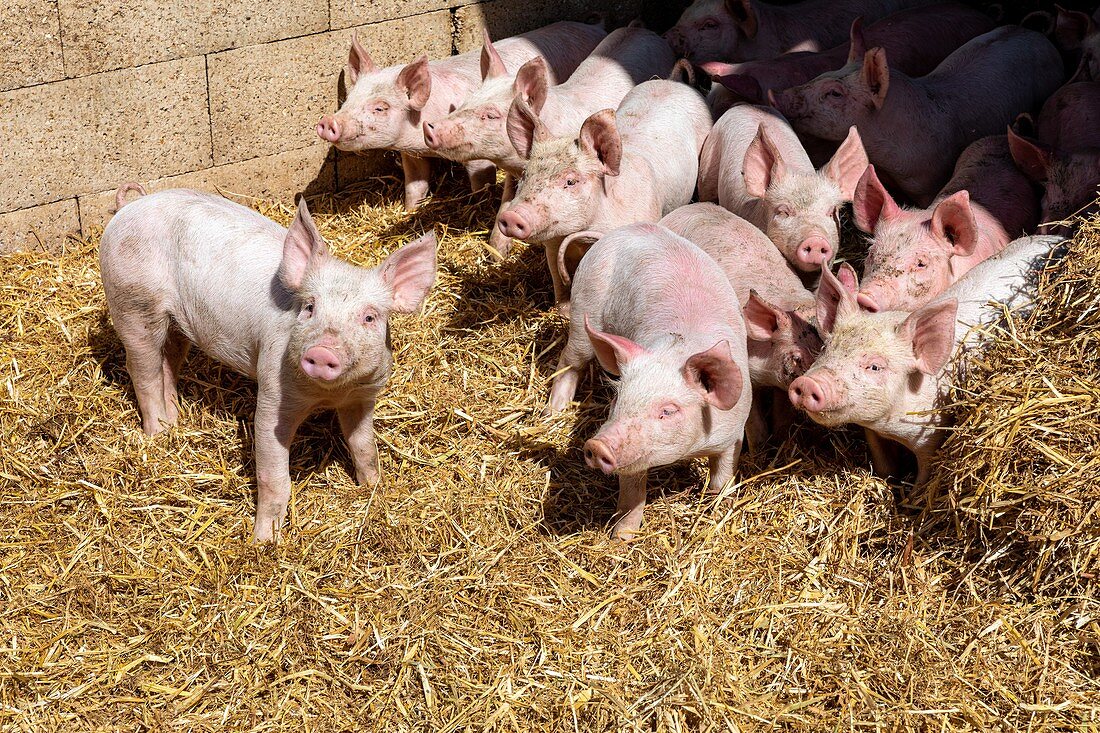 Bio-Schweine- Und Geflügelbauernhof, Gaec Bio Des Lyre, Benoit, Odile Und Philippe Dorchie, La Vieille Lyre, Eure, Normandie, Frankreich, Europa