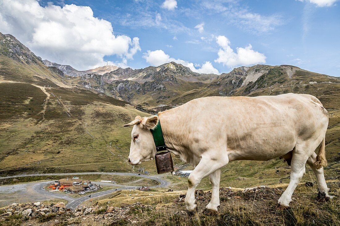 Blonde D'aquitaine Cow In Der Sommerpastur, Bareges, In Den Fusshügeln Des Tourmalets, Pic Du Midi De Bigorre, Bagneres De Bigorre, Hautes Pyrenees, Midi Pyrenees, Occitanie, Frankreich