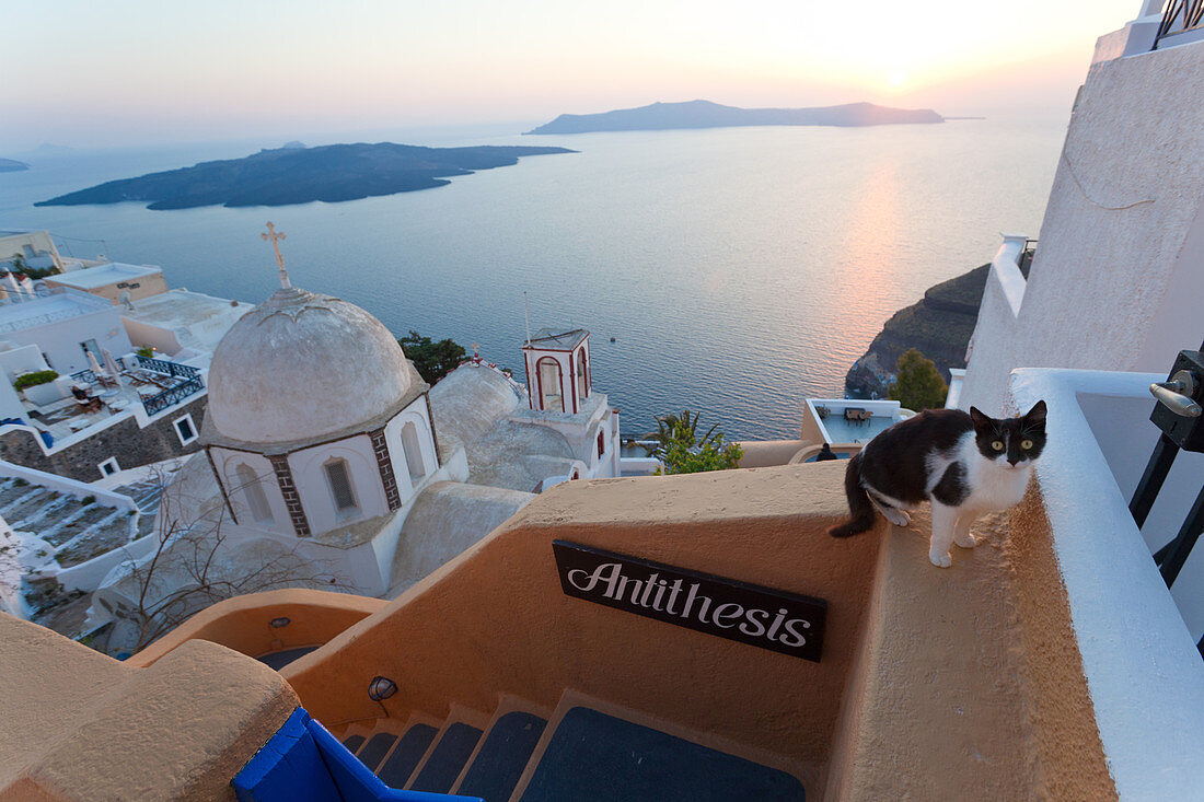 Cat, church & Fira town at sunset, Fira, Santorini, Cyclades Islands, Greece