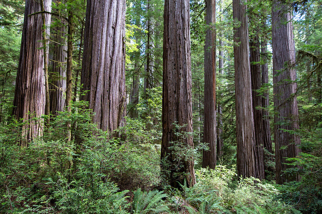 Among giant redwoods on the Boy Scout Tree Trail in Jedediah Smith Redwoods State Park, UNESCO World Heritage Site, California, United States of America, North America