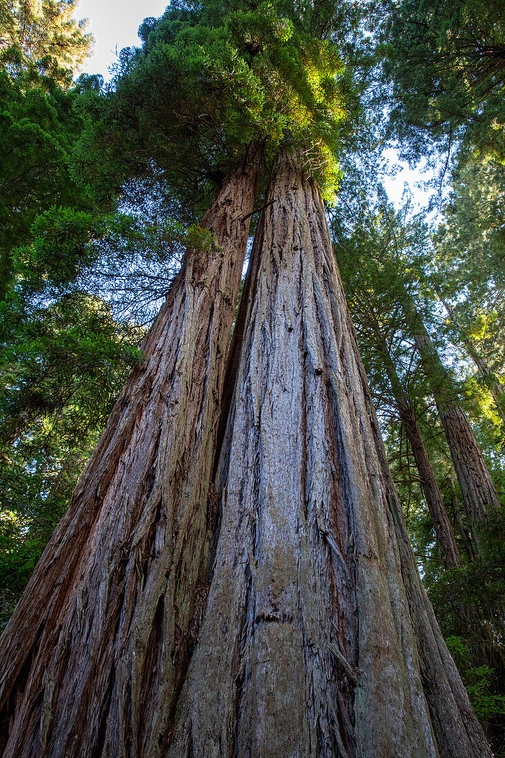 Riesige Redwoods auf dem Lady Bird Johnson Trail im Redwood National Park, UNESCO-Weltkulturerbe, Kalifornien, Vereinigte Staaten von Amerika, Nordamerika