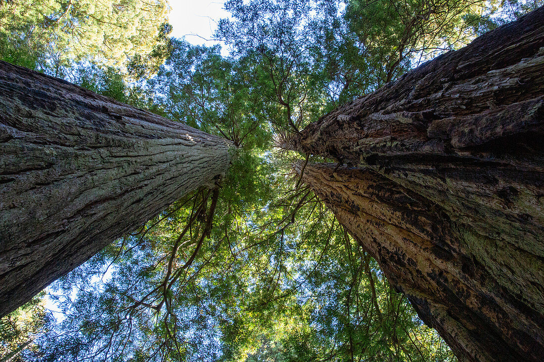 Riesige Redwoods auf dem Lady Bird Johnson Trail im Redwood National Park, UNESCO-Weltkulturerbe, Kalifornien, Vereinigte Staaten von Amerika, Nordamerika