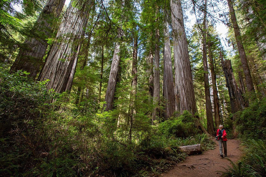 Hiker amongst giant redwood trees on the Trillium Trail, Redwood National and State Parks, UNESCO World Heritage Site, California, United States of America, North America