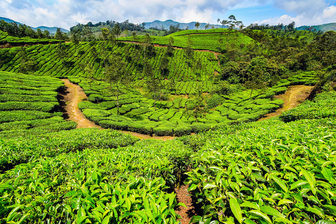 Teebusch bedeckte Hänge am schönen Lakshmi-Tee-Anwesen in den Kannan Devan Hills westlich von Munnar, Lakshmi, Munnar, Kerala, Indien, Asien