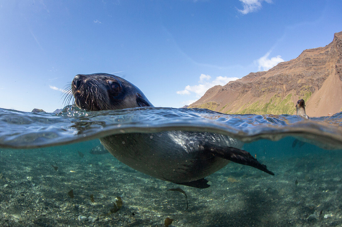 Curious juvenile Antarctic fur seal (Arctocephalus gazella), in the water at Stromness Harbor, South Georgia, Polar Regions