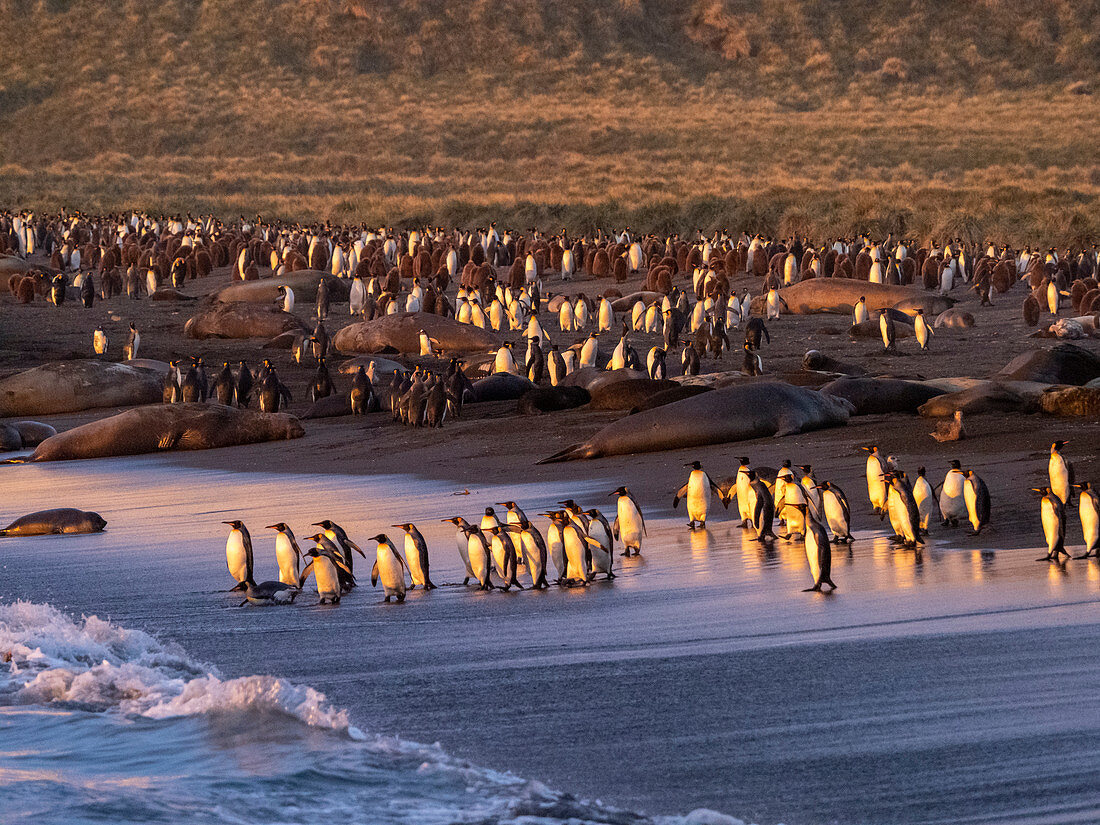 Sunrise on king penguin (Aptenodytes patagonicus) breeding colony at Gold Harbor, South Georgia, Polar Regions