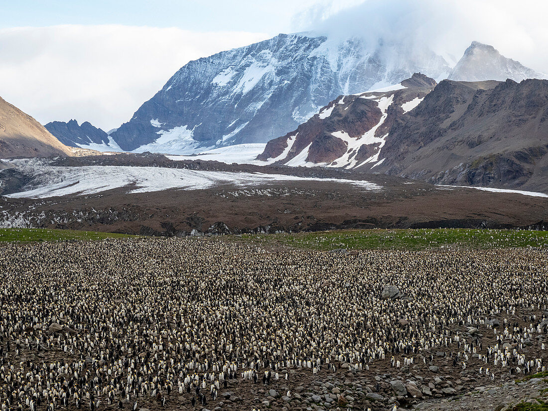 Brutkolonie des Königspinguins (Aptenodytes patagonicus) in Gold Harbor, Südgeorgien, Polarregionen