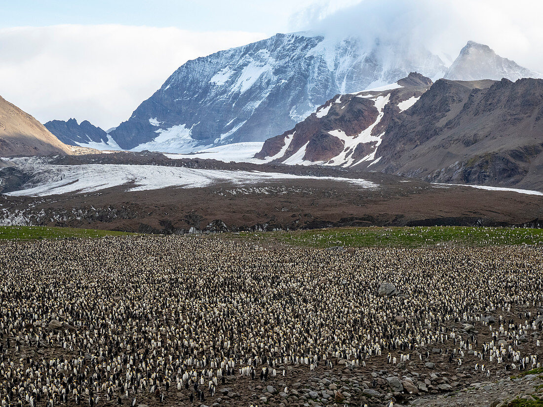 King penguin (Aptenodytes patagonicus) breeding colony at Gold Harbor, South Georgia, Polar Regions