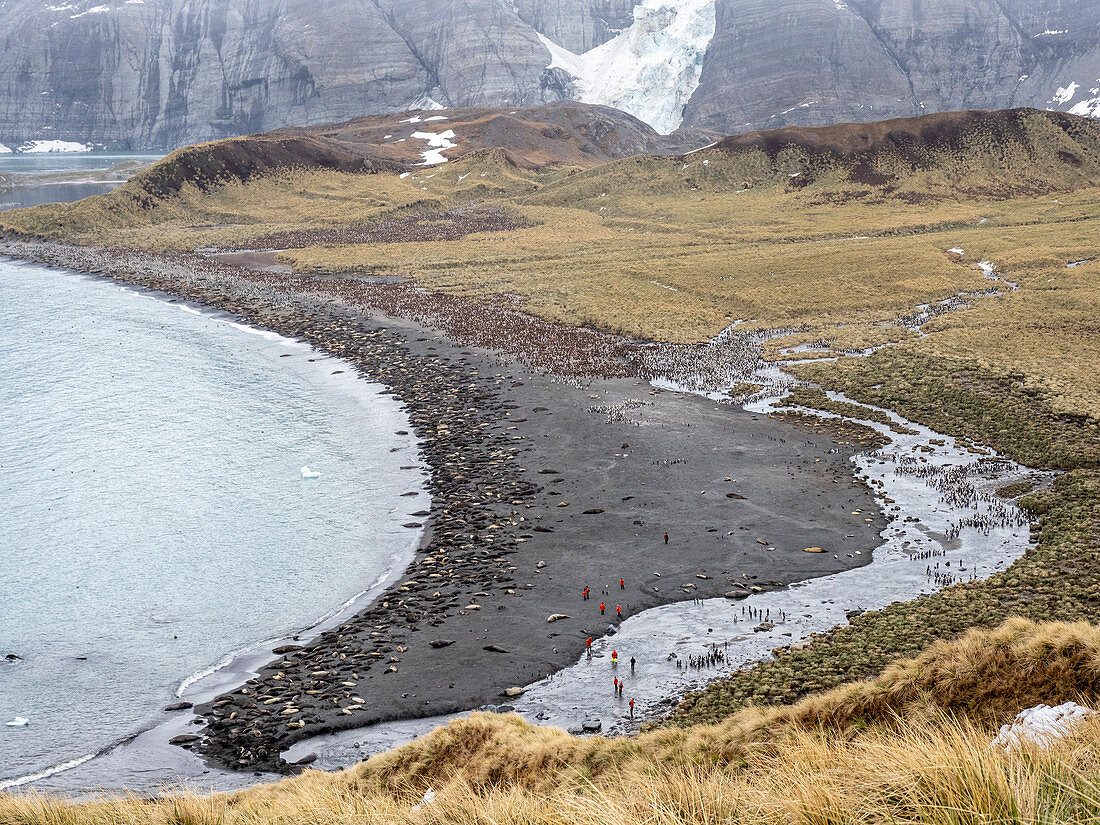 Southern elephant seals (Mirounga leoninar), at breeding beach in Gold Harbor, South Georgia, Polar Regions