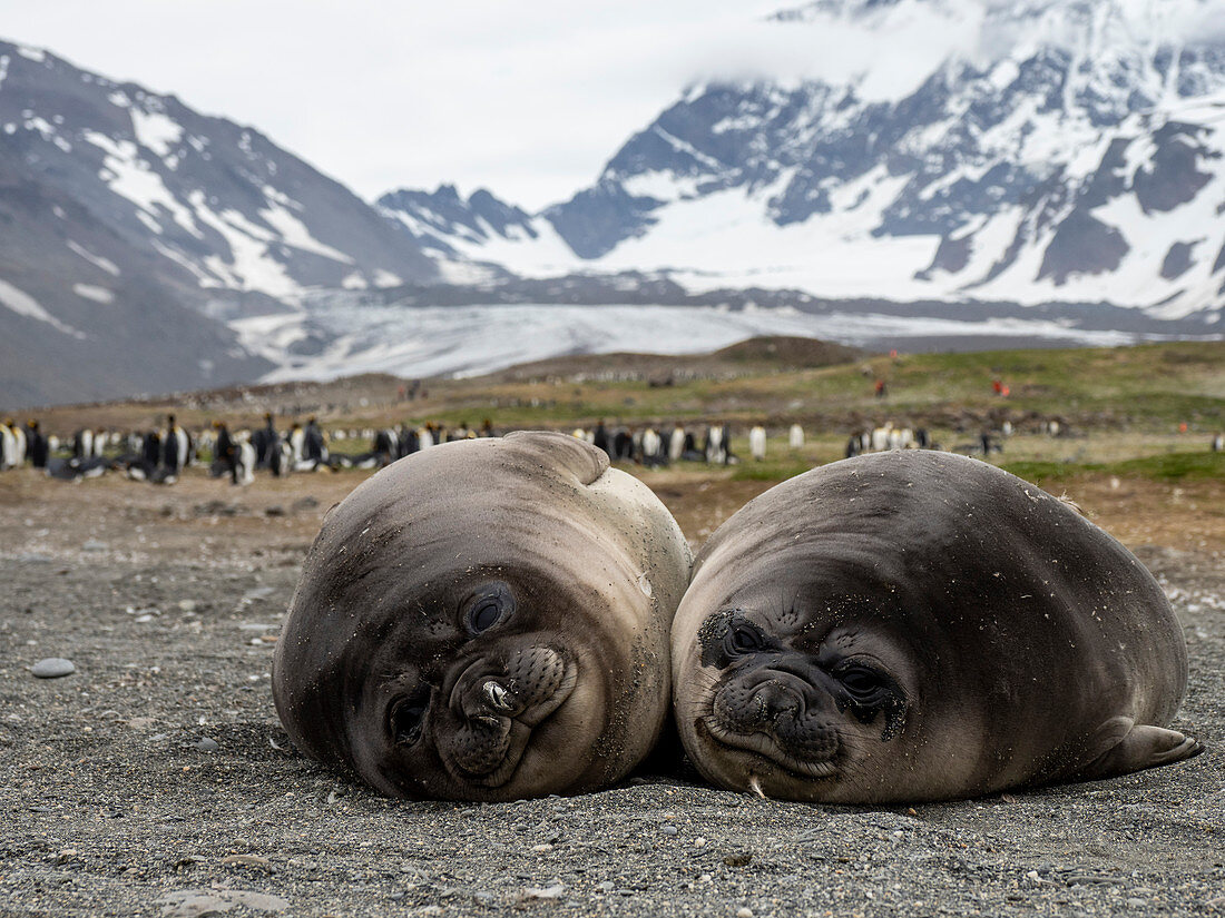 Junge südliche Seeelefanten (Mirounga leoninar), am Strand in St. Andrews Bay, Südgeorgien, Polarregionen