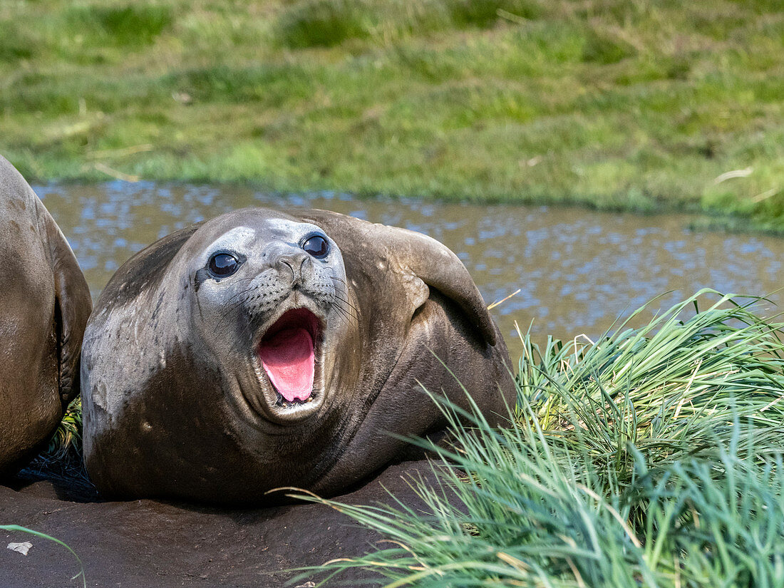 Southern elephant seal (Mirounga leoninar), molting on the beach in Stromness Harbor, South Georgia, Polar Regions