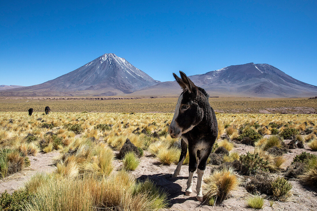 Wilde Burros (Equus africanus asinus) vor dem Stratovulkan Licancabur, zentrale Vulkanzone der Anden, Chile, Südamerika