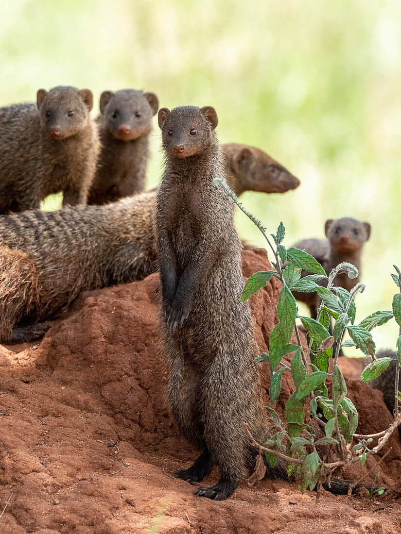 A pack of banded mongooses (Mungos mungo), in their den site in Tarangire National Park, Tanzania, East Africa, Africa