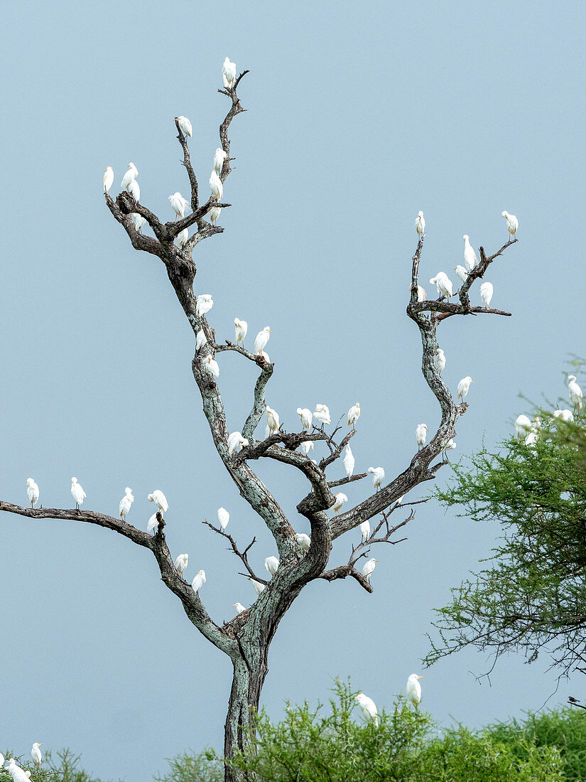 Viehreiher (Bubulcus ibis), Rastplatz in einem Baum im Tarangire-Nationalpark, Tansania, Ostafrika, Afrika