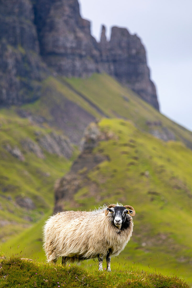 Ram Sheep (Ovis Widder), The Quiraing, Isle of Skye, Innere Hebriden, Hochland und Inseln, Schottland, Vereinigtes Königreich, Europa