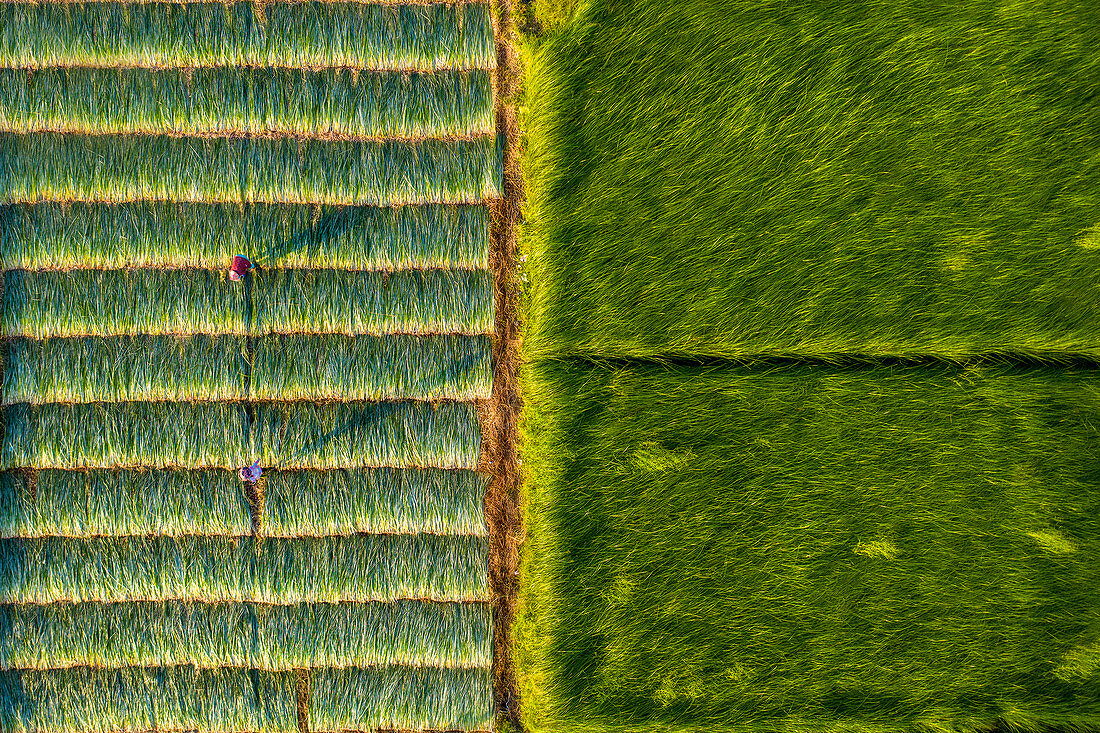 Die Bauern, die Seggen anbauen und ernten, in Vung Liem, Vinh Long, Vietnam, Indochina, Südostasien, Asien