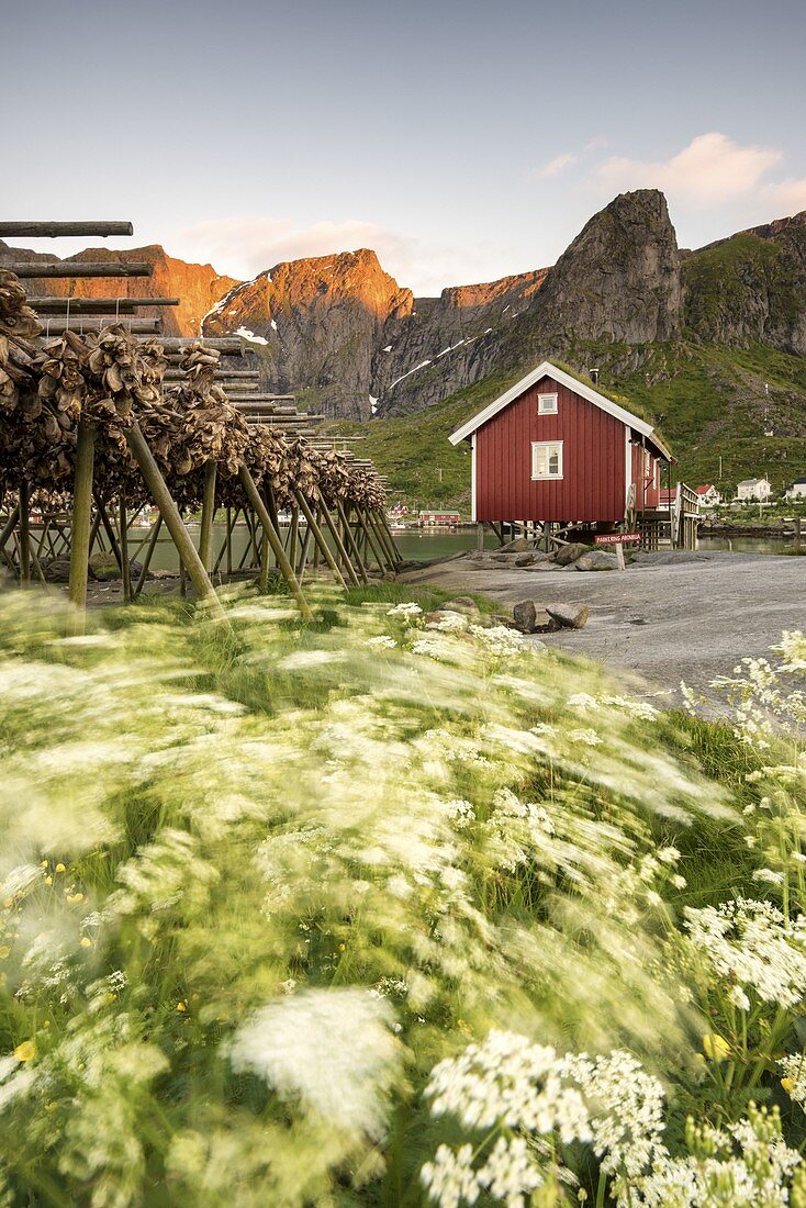 Getrockneter Fisch und typisches Fischerhaus während der Mitternachtssonne, Reine, Nordland Grafschaft, Lofoten-Inseln, Nordnorwegen, Europa