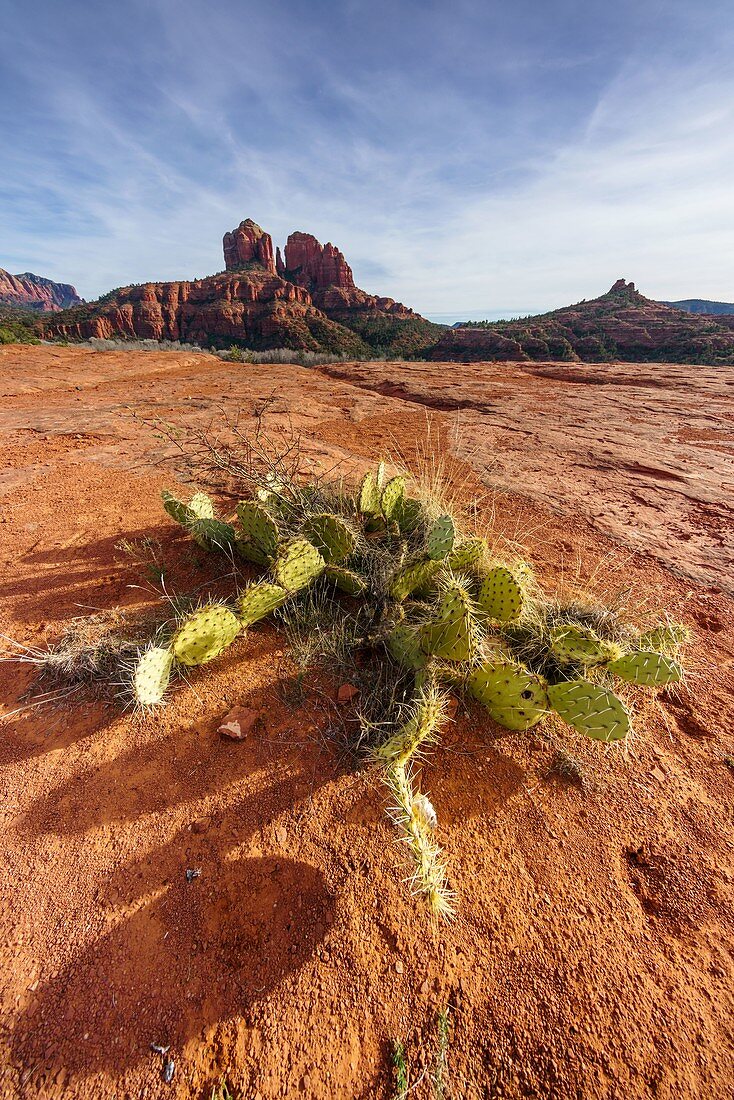 Kaktus am Kathedralenfelsen, Sedona, Arizona, USA