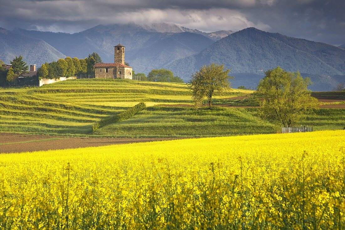 Rapsfelder (Brassica Napus), Kirche San Martino, Garbagnate Monastero, Provinz Lecco, Brianza, Lombardei, Italien, Europa