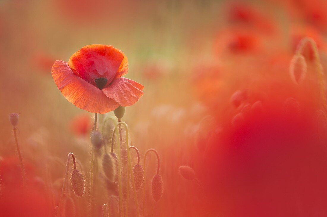 Close up of Poppy on meadow, Lazzago, Brianza, Como province, Lombardy, Italy, Europe