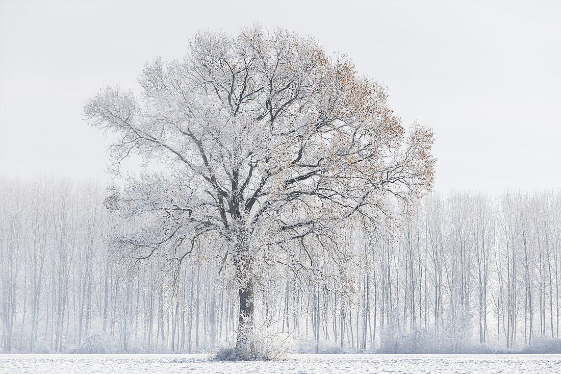 Provinz Turin, Piemont, Italien, Europa. Die Sonne nach dem Schneefall