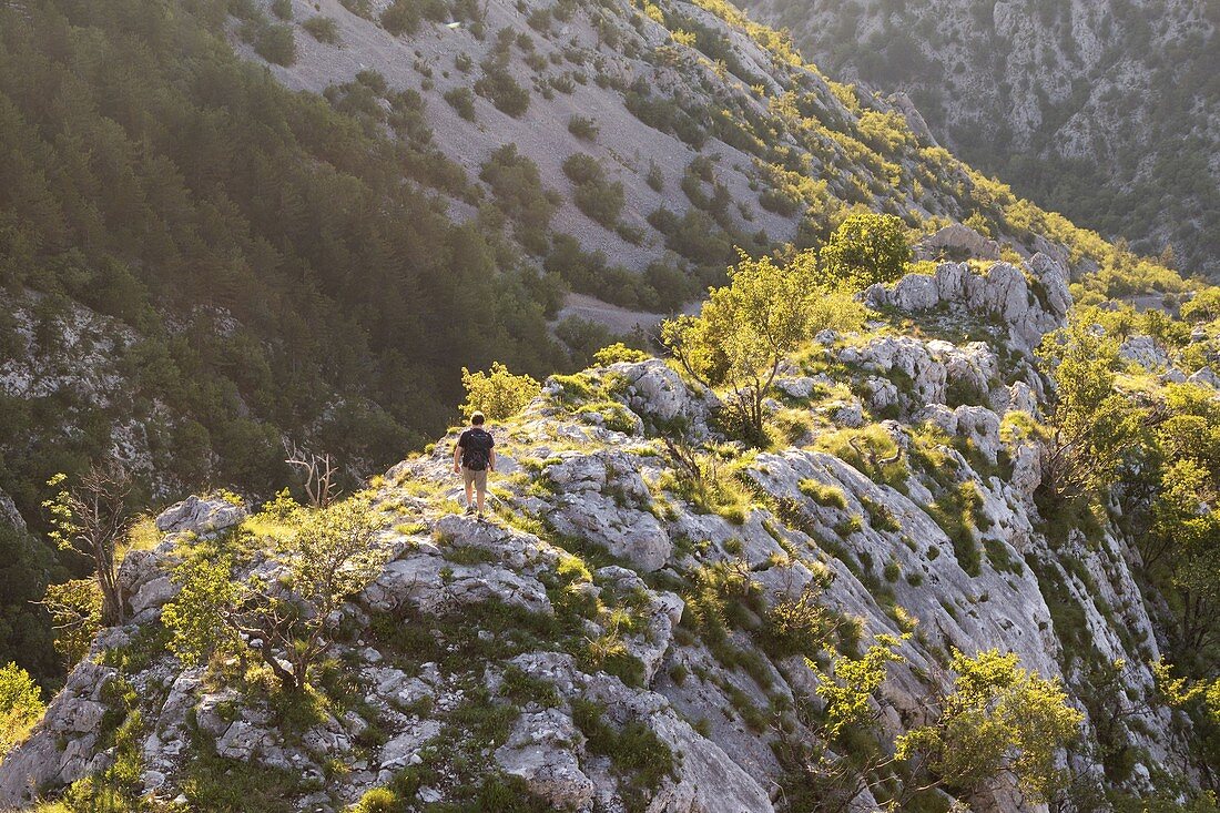 Hiker descends along the ridge that slopes down from Cippo Comici, Rosandra Valley, Trieste province, Friuli Venezia Giulia, Italy.