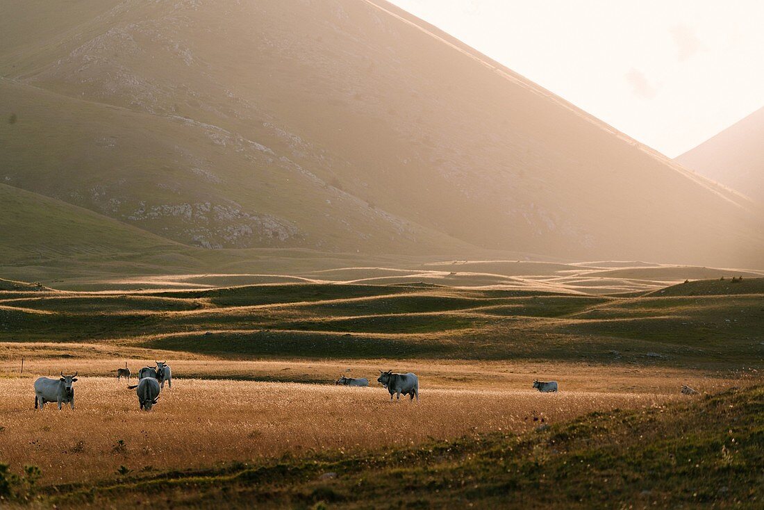 Campo Imperatore, Abruzzen, Italien. Kühe und Wiese bei Sonnenuntergang. Parco Nazionale del Gran Sasso und Monti della Lega