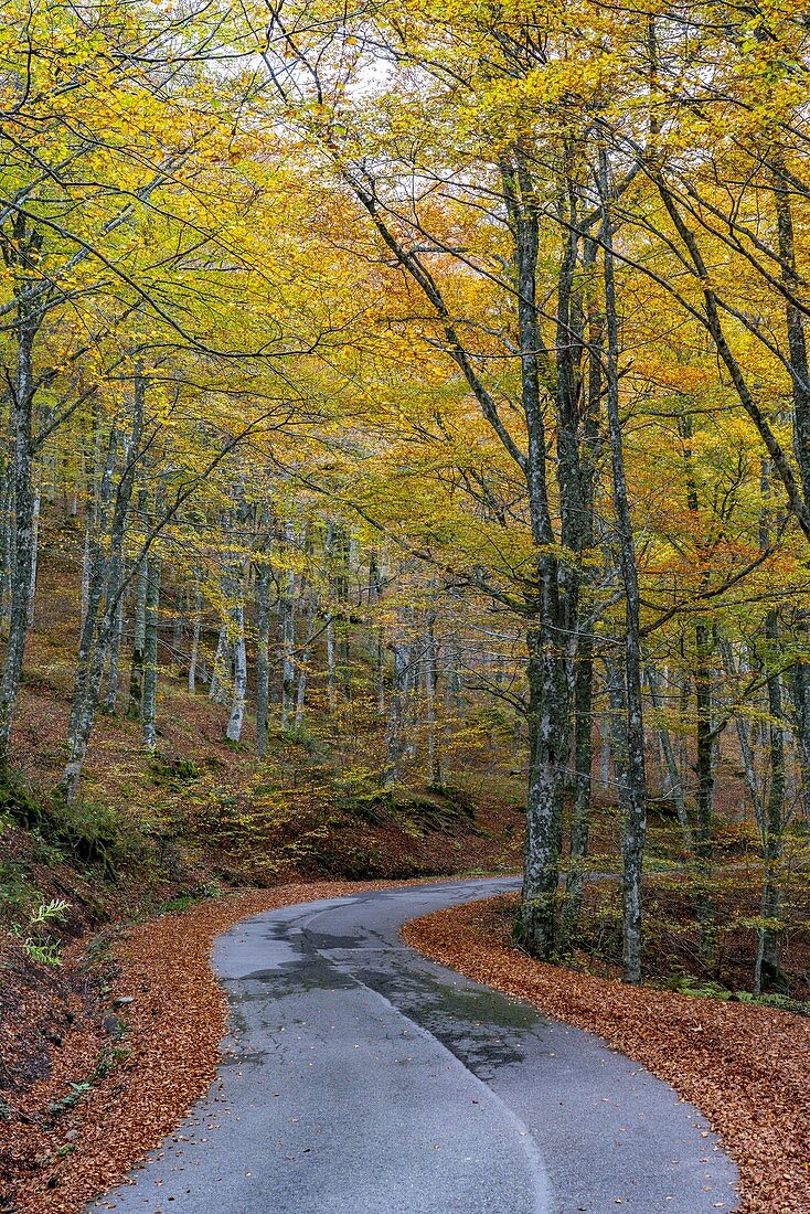 Italy, Tuscany, Apennines, Casentinesi Forests NP, Forest in Autumn
