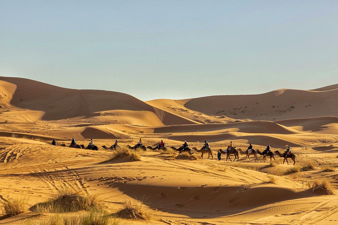 North Africa,Africa,African,Morocco,Drâa-Tafilalet,al-Rashidiyya,merzouga. Desert camel caravan