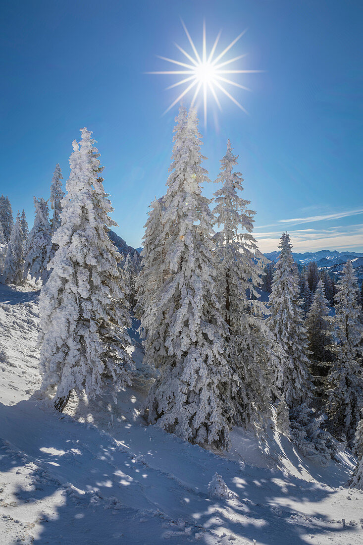 Snow-covered winter forest at Tegelberg in the Ammer Mountains, Schwangau, Allgäu, Bavaria, Germany