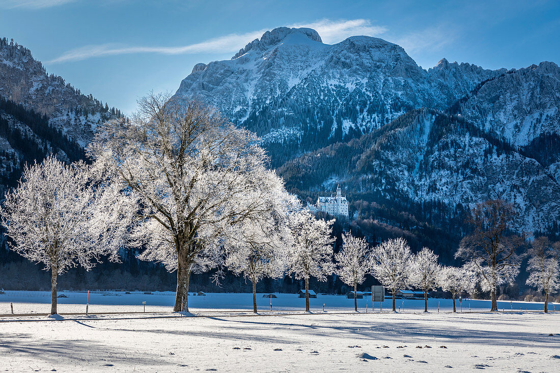 Winterliche Allee mit Schloss Neuschwanstein, Schwangau, Allgäu, Bayern, Deutschland