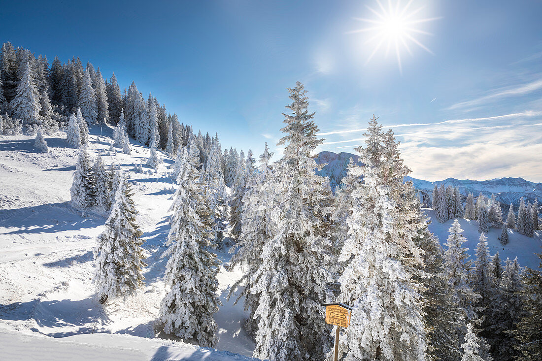 Verschneiter Winterwald am Tegelberg im Ammergebirge, Schwangau, Allgäu, Bayern, Deutschland