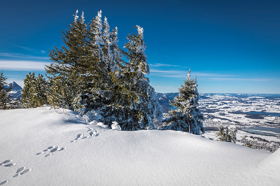 Verschneiter Winterwald am Tegelberg im Ammergebirge, Schwangau, Allgäu, Bayern, Deutschland