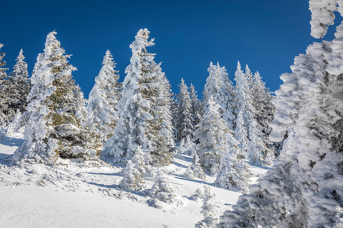 Verschneiter Winterwald am Tegelberg im Ammergebirge, Schwangau, Allgäu, Bayern, Deutschland